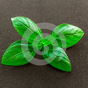 Basil Leaves