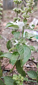 Basil leaves are usually used for a mixture of typical Palembang food, namely pindang