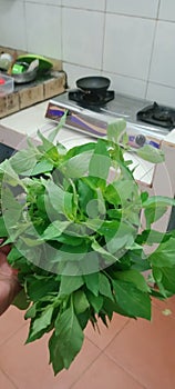 basil leaves, which are efficacious, relieve fever and relieve voice vitality