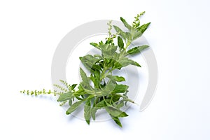 Basil leaves on a white background photo