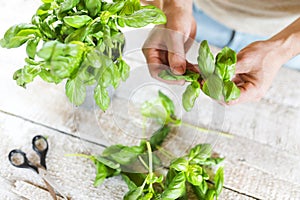 Basil leaves