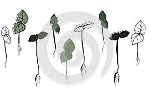 basil microgreens vector hand drawn illustration. Contour and green plant. Sprouts of sunflower plant. Set for design