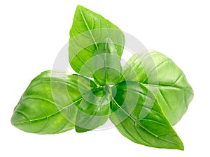 Basil o. basilicum leaves, paths, top