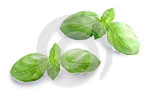 Basil O. basilicum leaves, top, paths