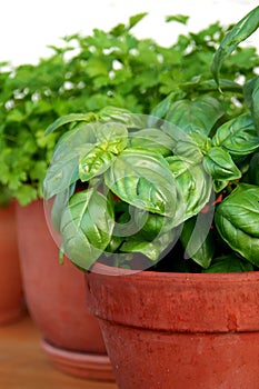 Basil - Ocimum Basilicum