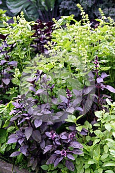 Basil - Ocimum basilicum