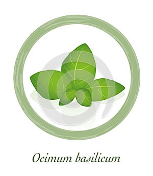 Basil Ocimum Basilicum Culinary Herb Logo