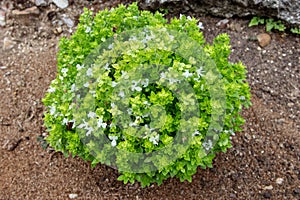 Basil or Ocimum basilicum globe shaped subshrub with bright green leaves and white flowers