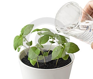 Basil Ocimum basilicum, Great Basil or Saint-Joseph`s-wort in flower pot. Hand nurturing and watering young baby plants photo
