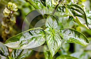 Basil Ocimum basilicum, L., 1753 is an annual herbaceous plant, belonging to the Lamiaceae family, normally grown as an aromatic