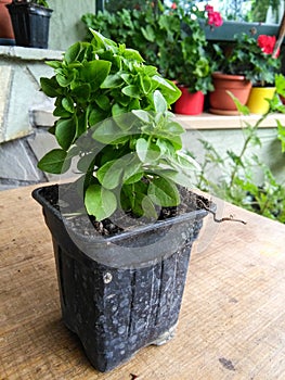 Basil (Ocimum basilicum)