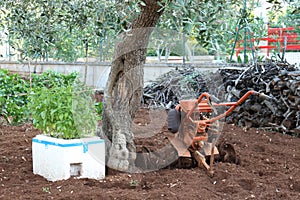 Basil, olive tree and tiller