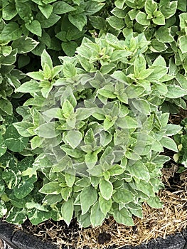 Basil \'Pesto Perpetuo\' - Ocimum Spp