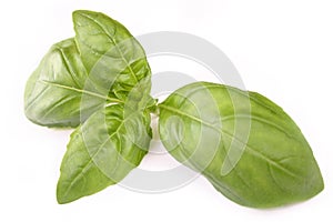 Basil plant