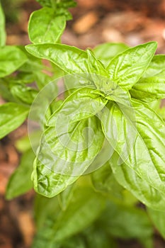 Basil Plant