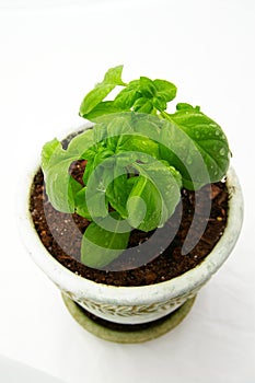 Basil plant