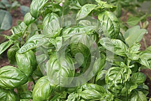 Basil plant.