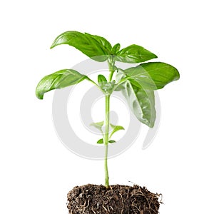 Basil plant