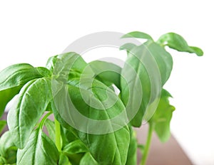 Basil plant