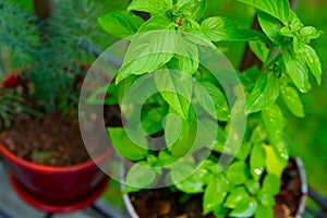 Basil plant