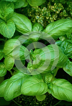 Basil plant