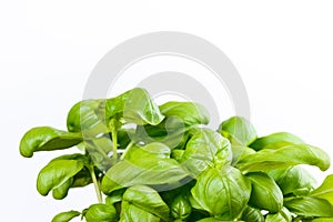 Basil plant