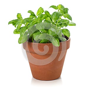 Basil plant