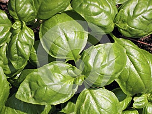 Basil plant