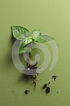 Basil Plant