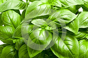 Basil Plant