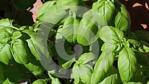 Basil plant Basilicum