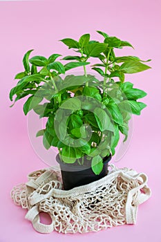 Basil plant in black pot with a string bag