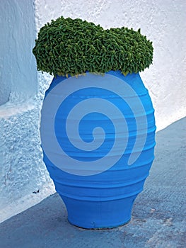 Basil plant in blue jar