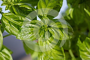 Basil plant broadleaf fresh green healthy top vies macro