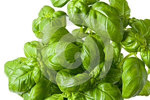 Basil plant closeup