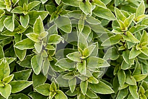Basil plant in farm, basilicum citriodorum