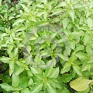 This is a basil plant for flavoring vegetable dishes