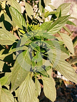 Basil plant green sweet-basil great-basil culinary herb aromatic leaves ocimum basilicum niazbo manjericao albahaca basilic photo photo