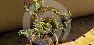 Basil plant is growing on a clay made pot.