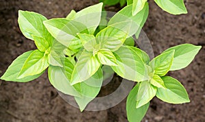 Basil plant growing in organic garden soil close up. Basil eaves