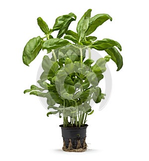 Basil plant growing in plastic pot isolated on white background
