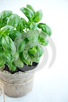 Basil plant growing in a pot. Close-up of fresh basil leaves in rustic pot on a table. Green flavoring