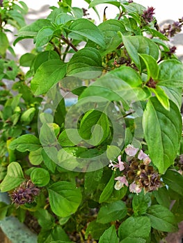 Basil plant has few flowers and has many green leaves