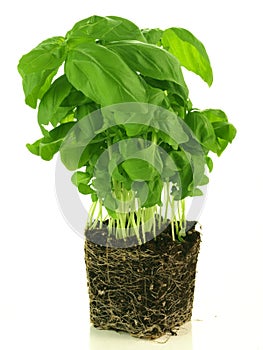 Basil plant, isolated