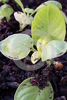 Basil Plant just sprouting in wet soil