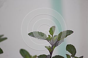 Basil plant leaves in close up. Holy plant used to worship and in ayurvedic treatment as well