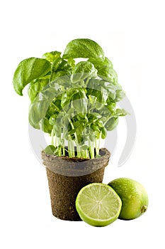 Basil plant & lime isolated on white