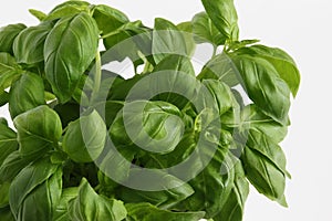 Basil plant (Ocimum basilicum)