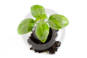 Basil plant on pile of soil