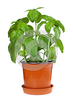 Basil plant in pot